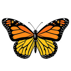 Fototapeta premium Vibrant monarch butterfly with open wings, detailed vector illustration, isolated on white background.