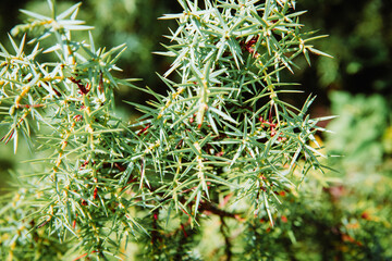 Juniperus phoenicea. Tropical plants texture, abstract dark background, bushes and flowers in the garden