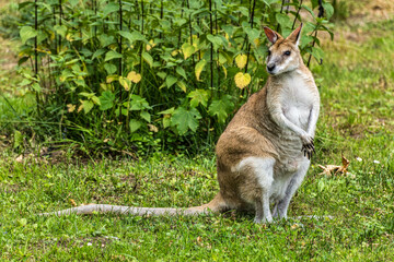 The agile wallaby, Macropus agilis also known as the sandy wallaby