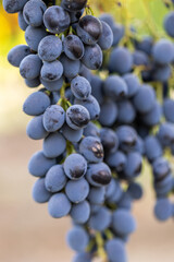 Close-up of ripe grapes on the vine in a sunny vineyard, symbolizing wine production, agriculture, and harvest season.