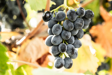 Close-up of ripe grapes on the vine in a sunny vineyard, symbolizing wine production, agriculture, and harvest season.