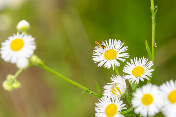 Fototapeta premium シロバナヒメジオンの花にとまるハナアブのマクロ撮影