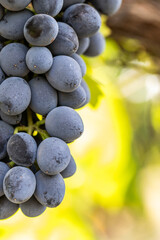 Close-up of ripe grapes on the vine in a sunny vineyard, symbolizing wine production, agriculture, and harvest season.