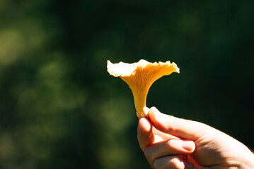 large chanterelle mushroom against the background of a forest