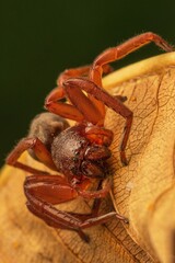 Close-up of a spider on a dry leaf