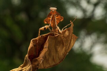 Leaf-like praying mantis camouflaged on a dry leaf.