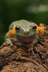 Dumpy white tree frog