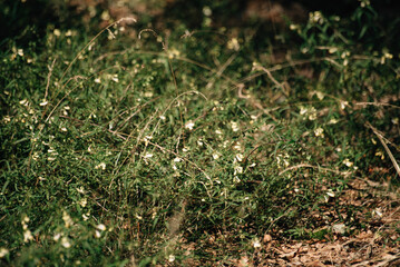 Forest herbs in the sun