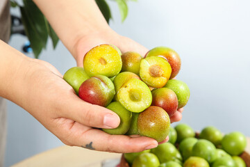 Fresh Organic Plums in Hands - Ripe Stone Fruit with Yellow Flesh and Green Red Skin
