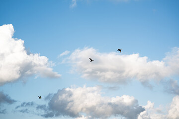Zugvogel Kormoran auf der Abreise in den Süden