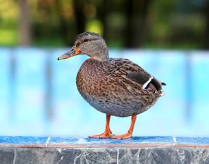 wild duck on the background of water. shooting outdoors.