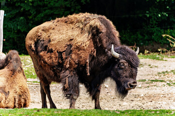 Fototapeta premium American buffalo known as bison, Bos bison in a german park