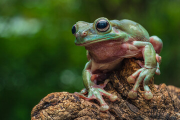 Dumpy white tree frog