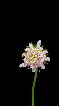 Macro time lapse blooming and wilting Field Scabious (Knautia arvensis) flower, isolated on pure black background