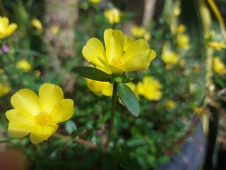 Obraz premium Close-up of a Yellow Purslane Flower Blooming Under Sunlight in a Garden Setting