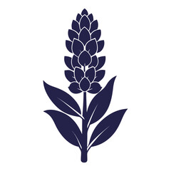vector illustration of a hyacinth flower