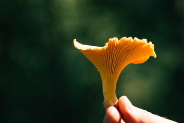 large chanterelle mushroom against the background of a forest © Hanna