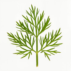 Fototapeta premium Vibrant green herb leaf displayed on a bright white background