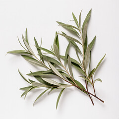 Fototapeta premium Fresh herbal sprigs with vibrant green leaves on a light surface