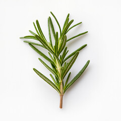 Fototapeta premium Fragrant rosemary sprig showcasing nature's culinary delight