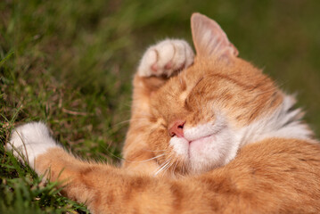 a ginger cat sleeps in the grass