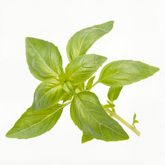 Obraz premium Fresh basil leaves on a light background for culinary inspiration