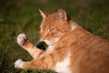 a ginger cat lies outside