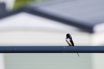 Hirondelle © Souvenir Nomade