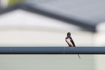 Hirondelle © Souvenir Nomade