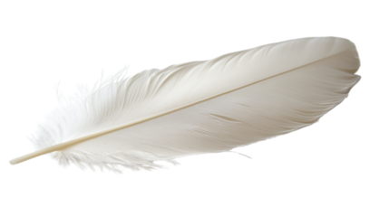  Close-up of a delicate white,isolated on transparent background