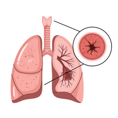 Understanding the human respiratory system and its vital functions for health and well being