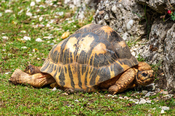 The radiated tortoise, Astrochelys radiata. This species is Critically Endangered and native Madagascar.