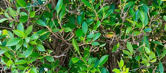 Closeup of Green Leaves and Branches of Shrub