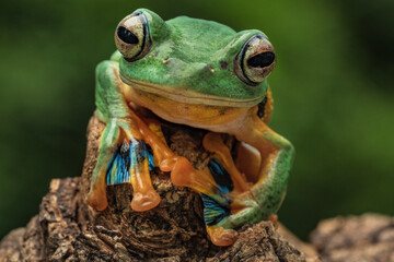Green Flying Frog