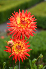 A Couple of Bright Orange Dahlias with Water Droplets in a Lush Green Garden