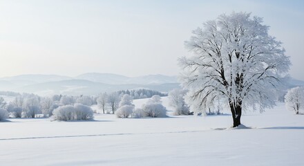 Obraz premium Winter Wonderland Landscape: A Majestic Tree Adorned with Hoarfrost Standing Proudly in a Snow-Covered Field with a Misty Mountain Backdrop