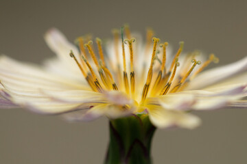 C&oelig;ur Floral Solaire