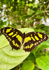 Green and Yellow Butterfly Close-Up Macro Shot