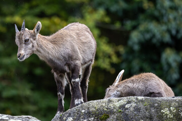 Young baby mountain ibex or capra ibex on a rock