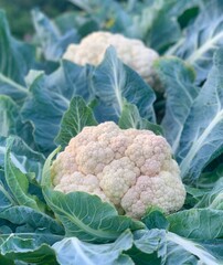  Young cauliflower grows in the garden. Harvest organic cabbage
