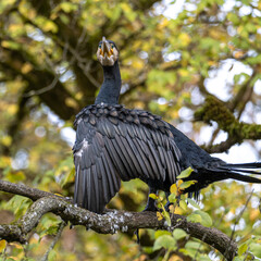 The great cormorant, Phalacrocorax carbo sitting on a branch
