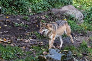 Fototapeta premium European Grey Wolf, Canis lupus in a german park