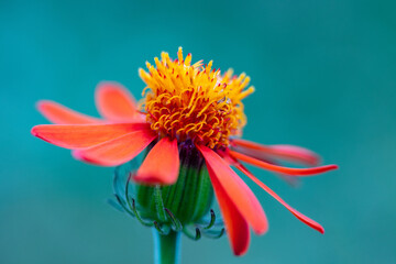 &Eacute;clat Corail sur Mer d'Azur