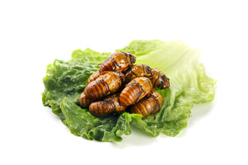 Cooked Cicadas on Lettuce Leaves - Traditional Asian Delicacy from Henan Shandong China