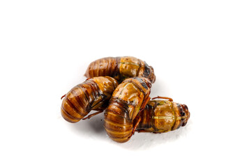 Live Silkworm Pupae from Henan Province Mountains - Traditional Asian Food Delicacy