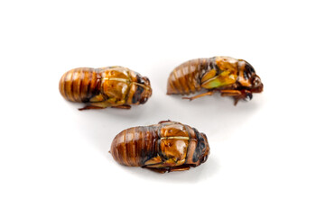 Cicada Shells Exoskeletons Insect Molts Isolated White Background
