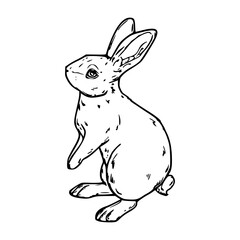 hand-drawn bunny sketch