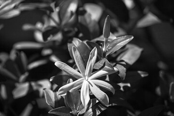 White Jasmine flower  BW 16537
