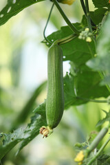 Fresh Loofah Gourd Growing on Vine in Organic Garden - Natural Sponge Plant