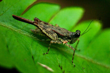 Brown cricket on a leaf 